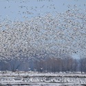 Envolée d’oies blanches au bord du fleuve